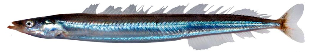 Hyperoplus lanceolatus_04.jpg